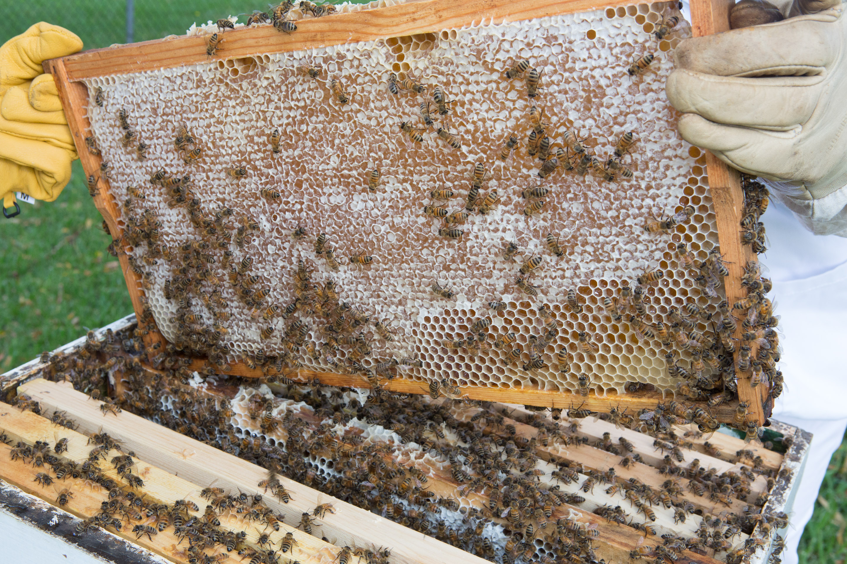 amateur-beekeepers-association-of-nsw-branch-illawarra-beekeepers