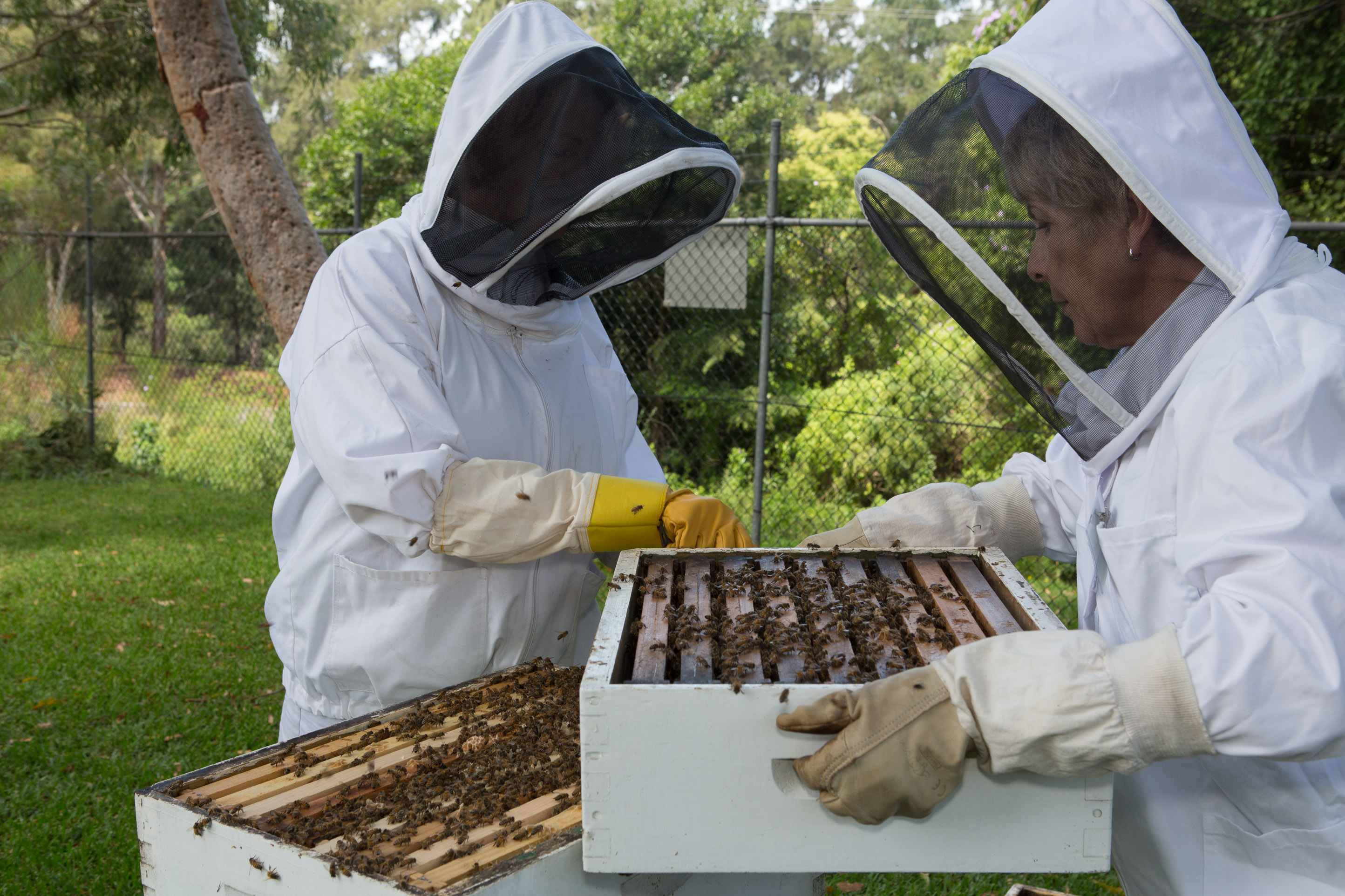 amateur-beekeepers-association-of-nsw-branch-illawarra-beekeepers