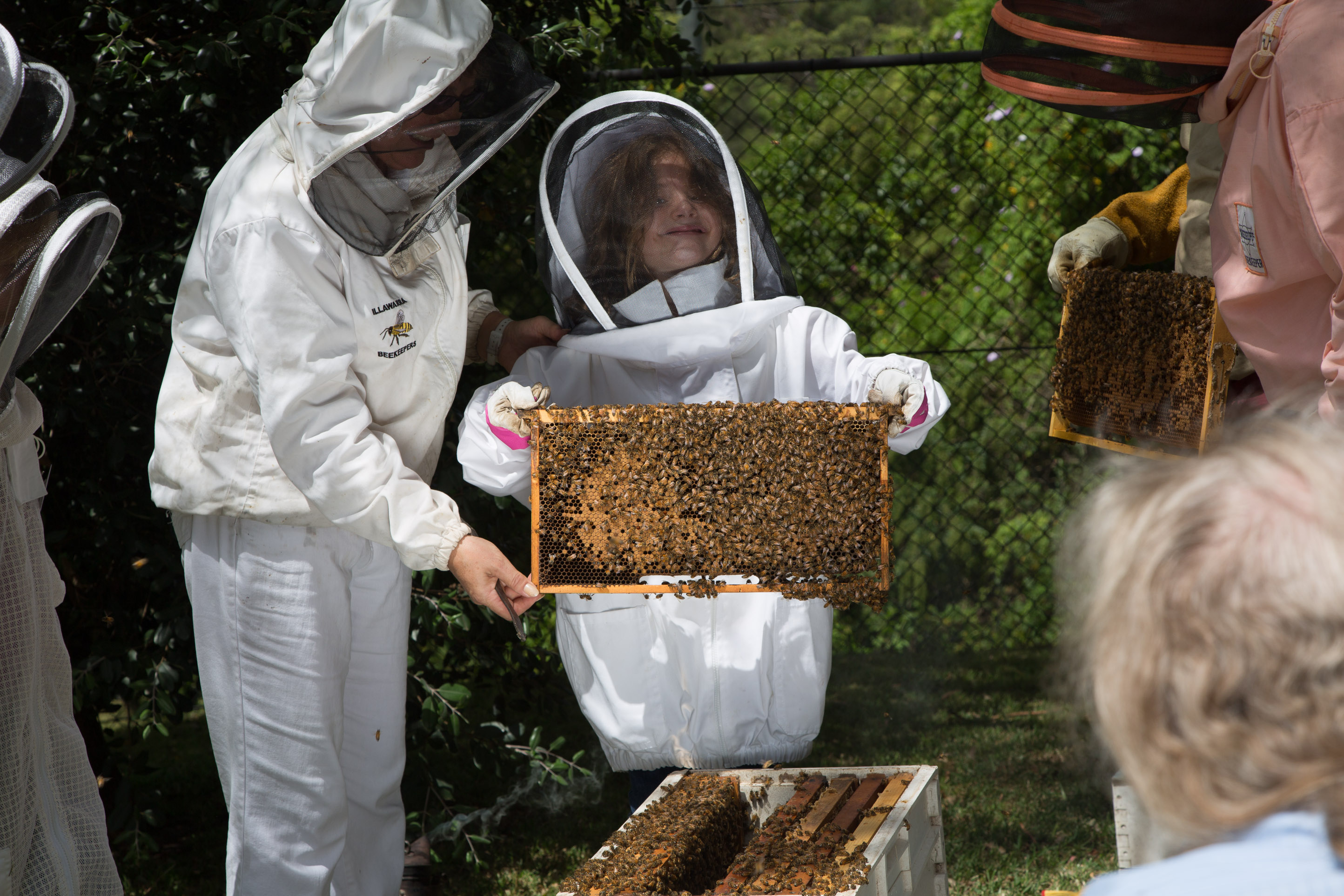 amateur-beekeepers-association-of-nsw-branch-illawarra-beekeepers
