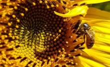 11 unbelievable facts about bees