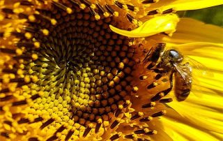 11 unbelievable facts about bees