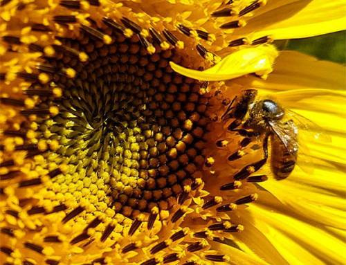 11 Unbelievable Facts about Bees, #11 is Amazing