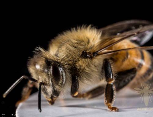 Worker Honey Bee: Study in Macro