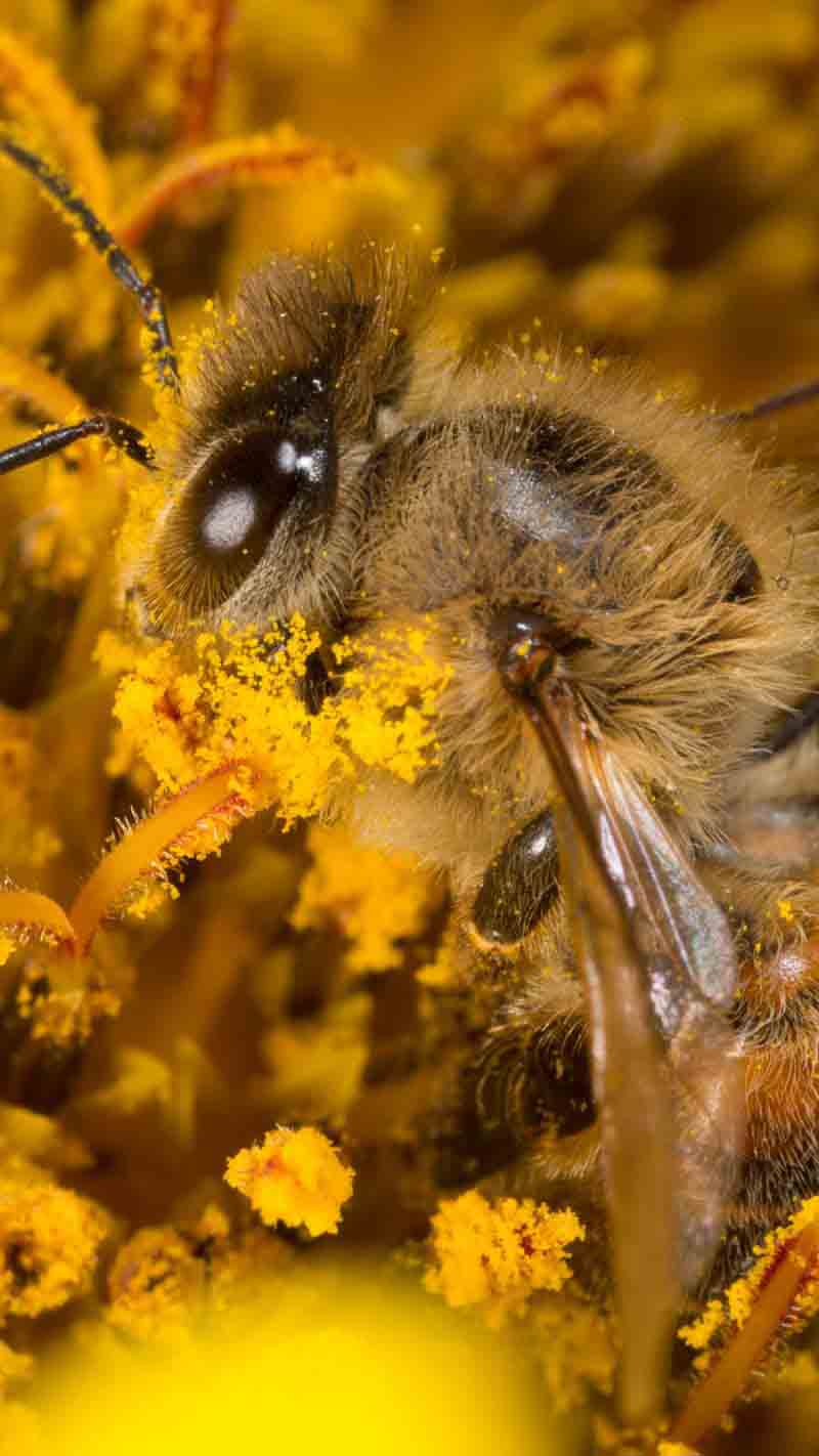 Why We Need Bees in our World – Save Our Bees Australia