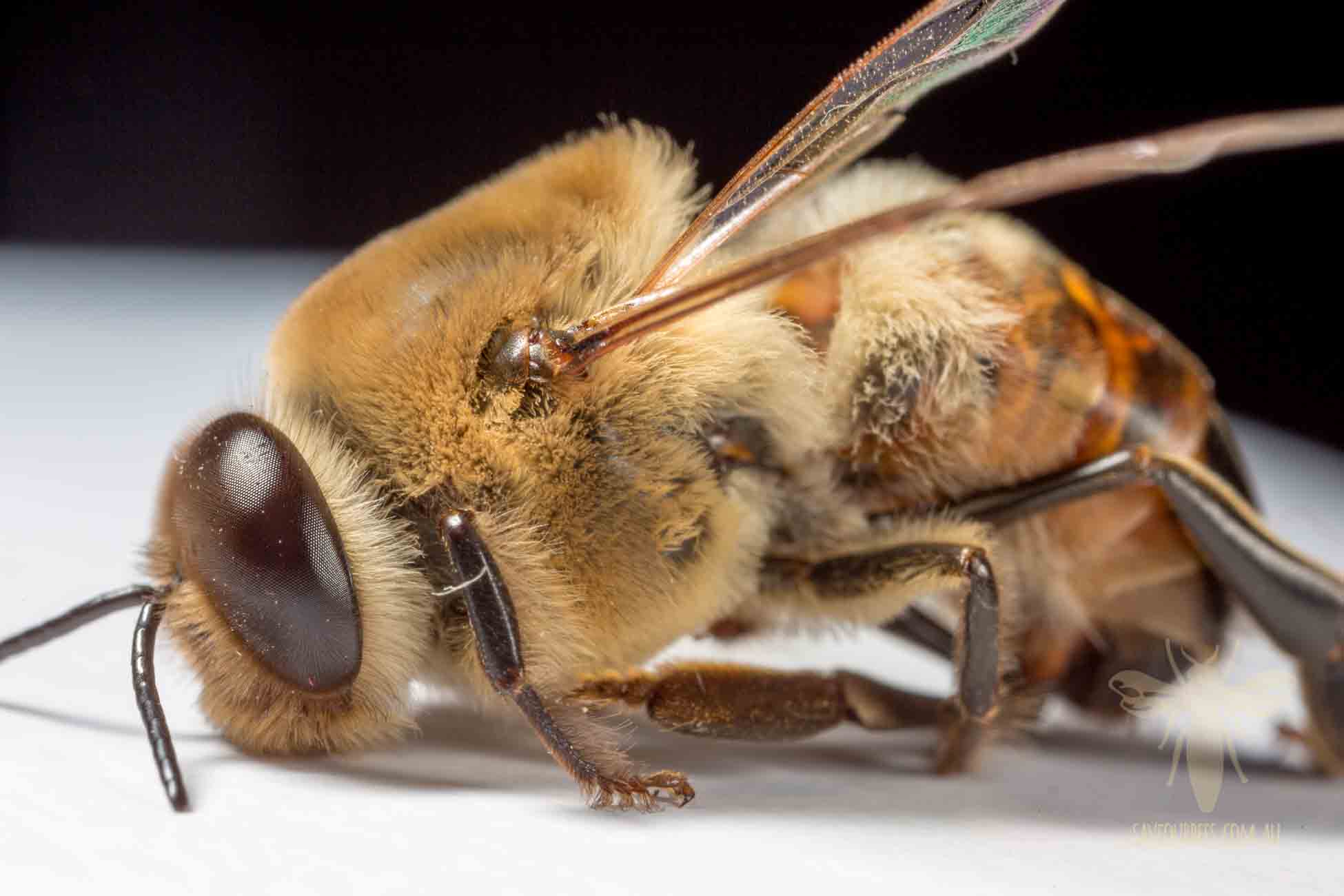 Drone Honey Bee: Study in Macro – Save Our Bees Australia