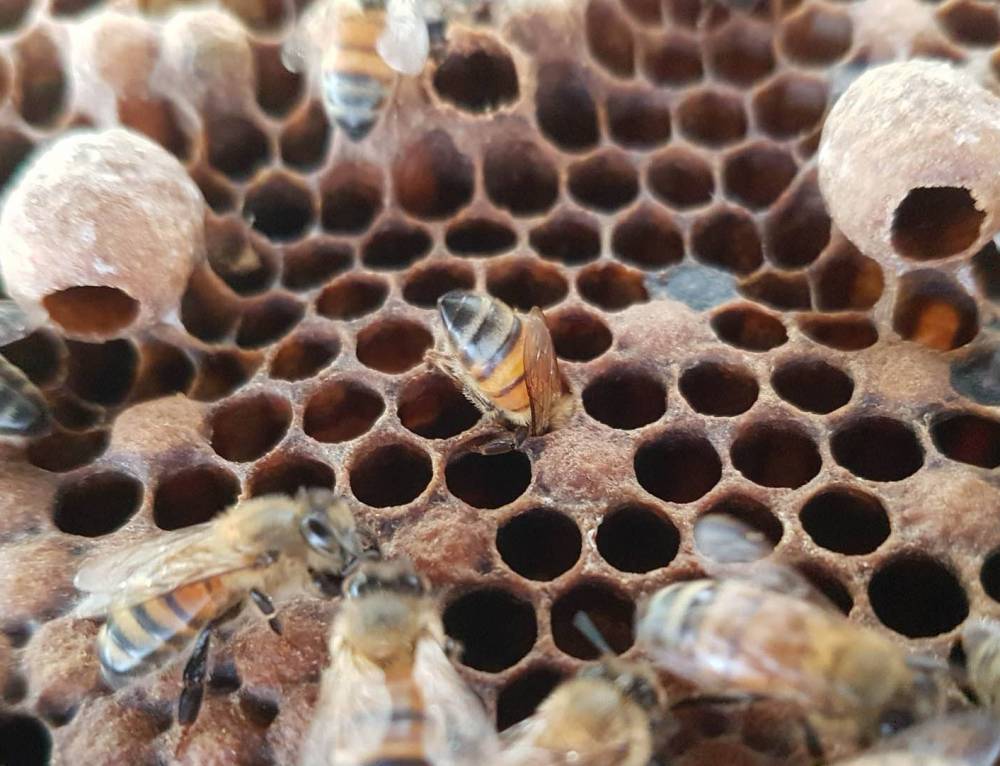 Honey Bee Brood Cells A Close Look Save Our Bees Australia 4908