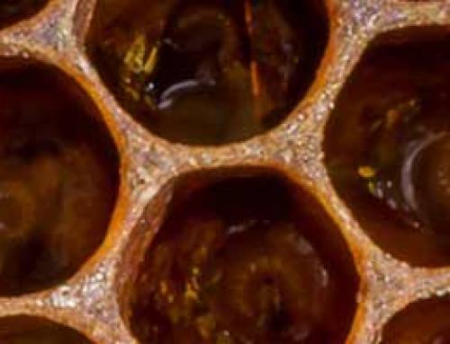 Honey Bee Brood Cells a Close Look