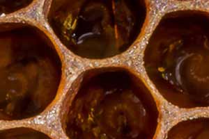 honey bee brood cells close up 01 300px