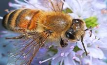 worker bee-on-mint-blossom