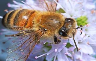 worker bee-on-mint-blossom