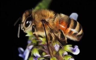 worker honey bee macro on rosemary purple flowers save our bees