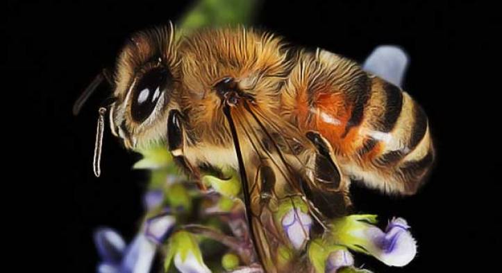 The Honey Bee Life Cycle in 10 Steps