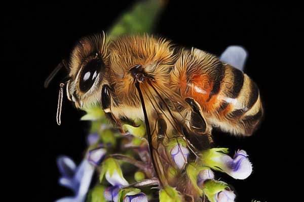 worker honey bee macro on rosemary purple flowers save our bees