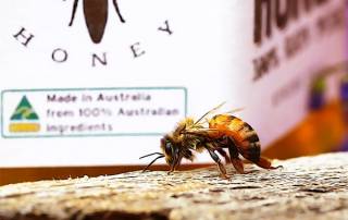 sydney honeybee in front of australian honey jar-min