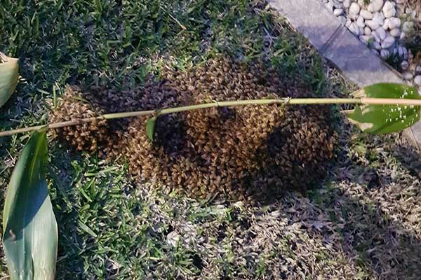 bee swarm attached to small branch,bent over with weight 2