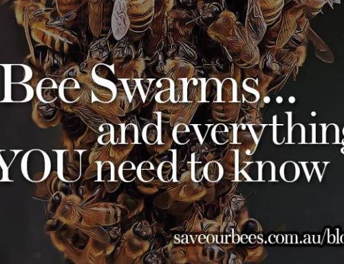 Bee Swarms [& Everything YOU Need to Know in 2024]