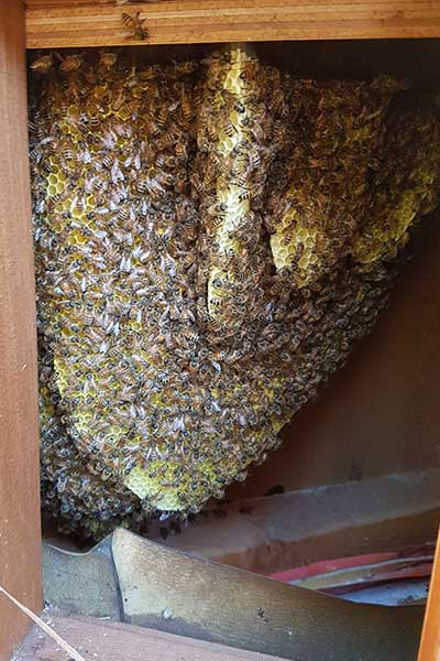 honey bee nest in between wood panels under a bay window close up 1