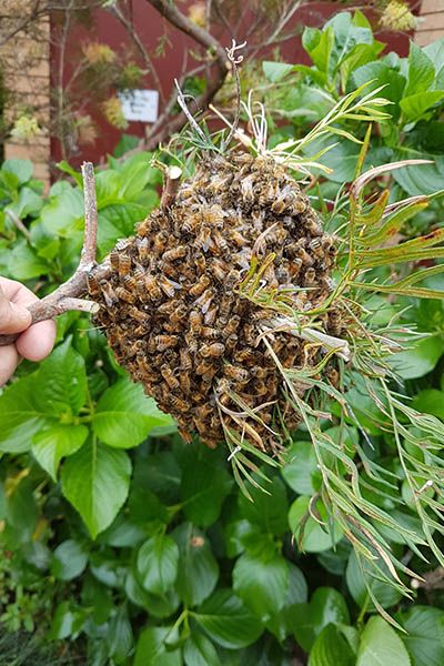 small after swarm in a bottle brush branch