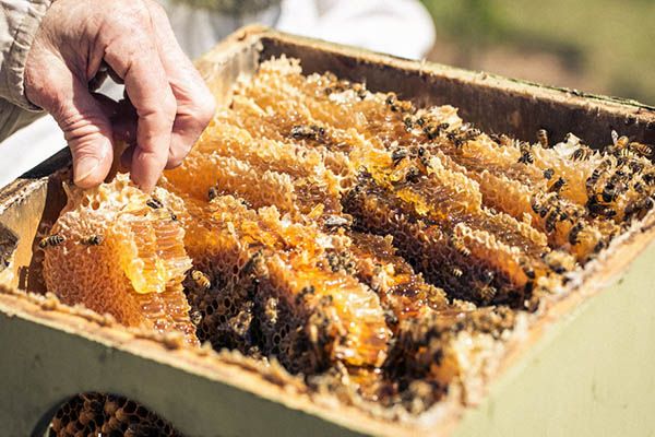 apis mellifera honey bee nest take up residence in a possum box