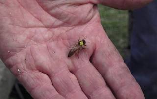 queen-marked-in-palm-of-hand