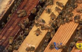 spring-management-in-beekeeping-a-close-up-shot-of-a-brood-box.jpg