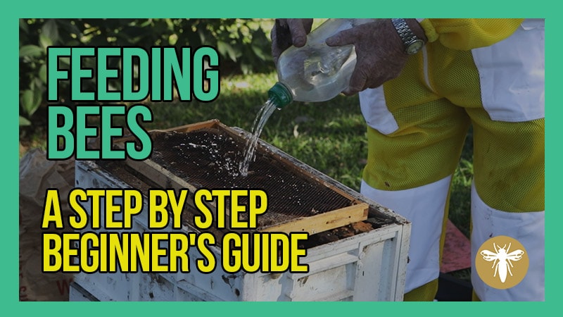 Feeding-Bees-A-Step-by-Step-Beginners-Guide-with-Bruce-White