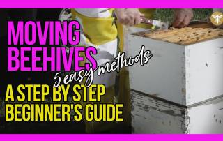 moving-beehives-5-easy-methods