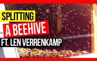 ABA-of-NSW-Field-Day-2019-Part-11-The-Beehive-as-a-Factory-Splitting-a-Hive-ft-Len-Verrenkamp-v3-web-thumbnail-min
