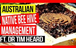 ABA-of-NSW-Field-Day-2019-Part-09-Australian-Native-Beehive-Management-ft-Dr-Tim-Heard