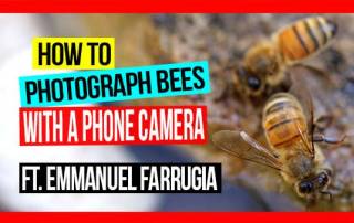 how-to-photograph-bees-with-a-phone-camera-pros-and-cons-ft-emmanuel-farrugia-ABA-NSW-Field-Day-2019-web-thumb