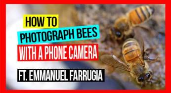 How to Photograph Bees with a Phone Camera: Pros & Cons | ABA of NSW Field Day 2019
