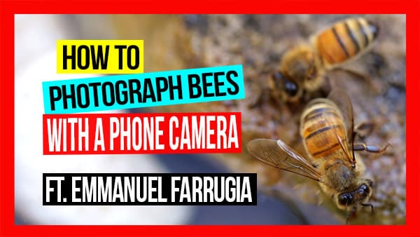 how-to-photograph-bees-with-a-phone-camera-pros-and-cons-ft-emmanuel-farrugia-ABA-NSW-Field-Day-2019-web-thumb