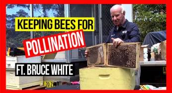 Keeping Bees for Pollination ft Bruce White | ABA of NSW Field Day 2019