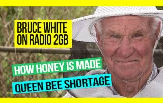 How-is-Honey-Made-and-the-Queen-Bee-Shortage-bruce-white-on-2GB-web-thumb