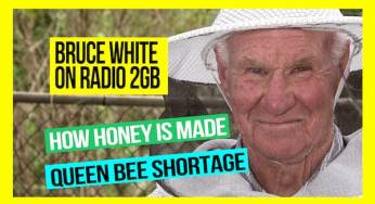 How is Honey Made and the Queen Bee Shortage