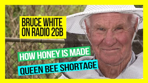 How-is-Honey-Made-and-the-Queen-Bee-Shortage-bruce-white-on-2GB-web-thumb
