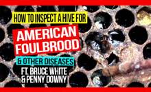 how-to-inspect-a-hive-for-AFB-and-other-diseases