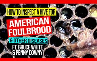 how-to-inspect-a-hive-for-AFB-and-other-diseases