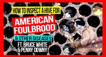 How to Inspect a Hive for American Foulbrood & Other Bee Diseases